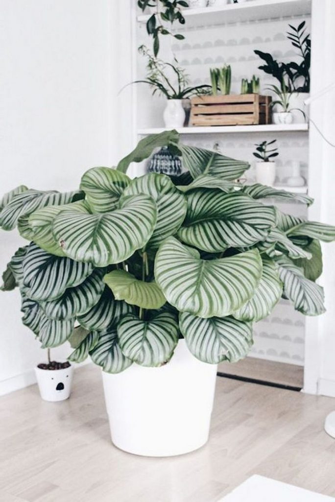 33+ Beauty Indoor Plants Decor Ideas For Your Home And Apartment - Page ...