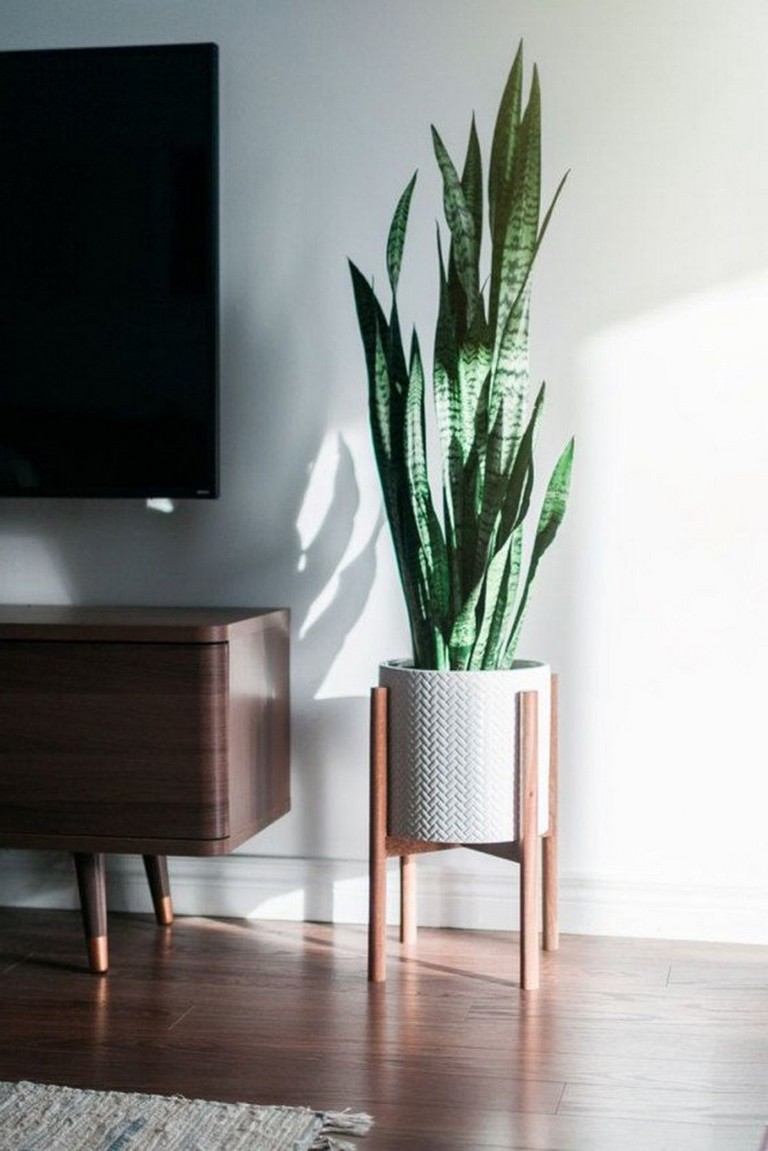33+ Beauty Indoor Plants Decor Ideas For Your Home And Apartment
